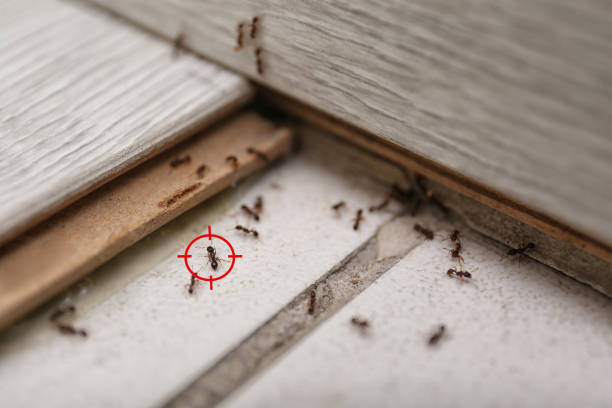 Best Bed Bug Extermination  in Moulton, AL